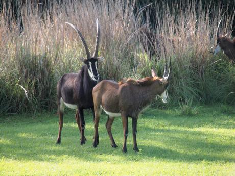 Scimitar-horned Oryx