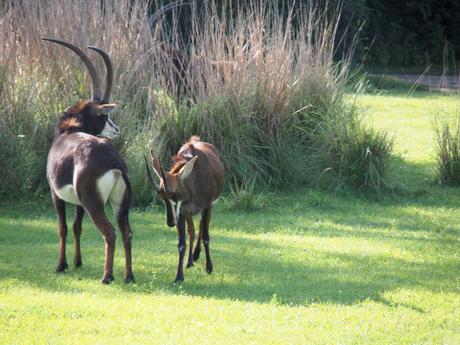 Scimitar-horned Oryx #2