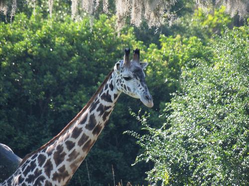 Reticulated Giraffe
