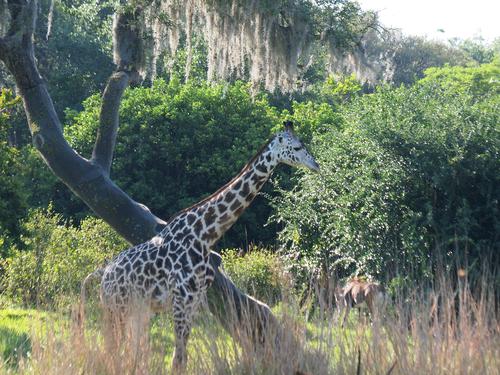 Reticulated Giraffe #2