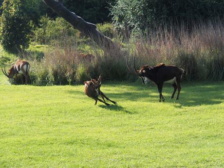 Scimitar-horned Oryx #4