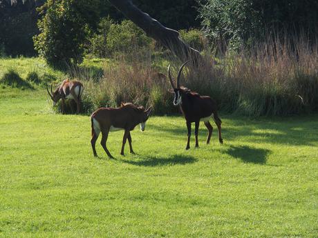 Scimitar-horned Oryx #5