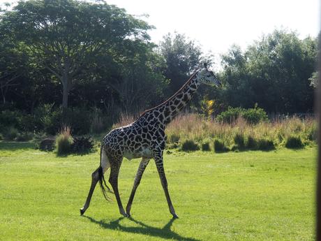Reticulated Giraffe #4