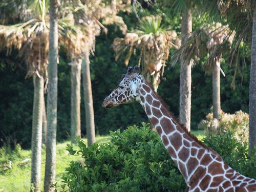 Reticulated Giraffe #3