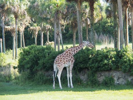 Reticulated Giraffe #5