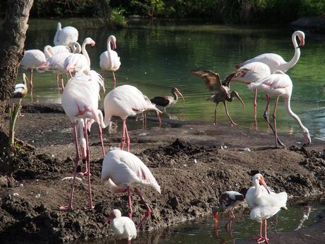 Greater flamingo #2