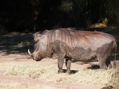 Warthog #2