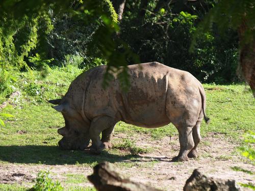 White rhinoceros