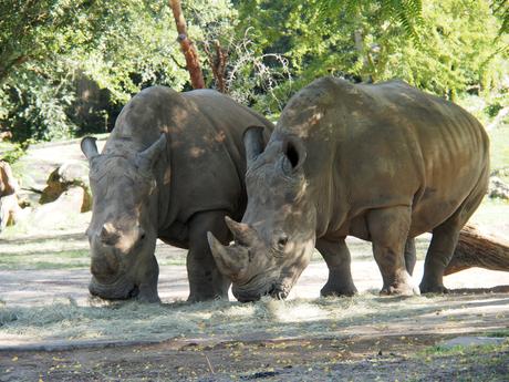 White rhinoceros #12