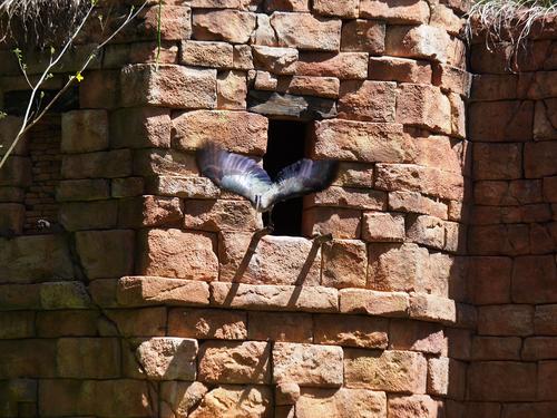 Flights of Wonder bird show
