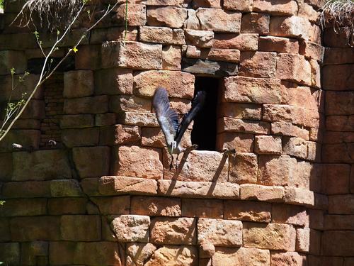 Flights of Wonder bird show #2