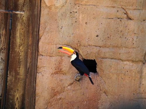 Flights of Wonder bird show #4