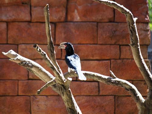 Flights of Wonder bird show #5