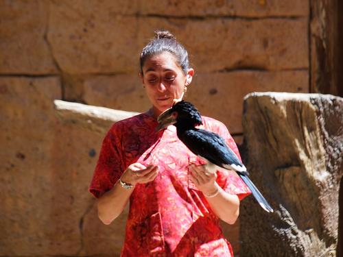 Flights of Wonder bird show #6