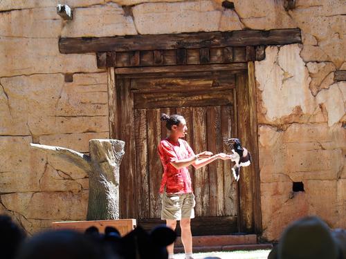 Flights of Wonder bird show #7