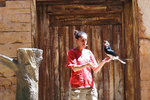 Flights of Wonder bird show #8