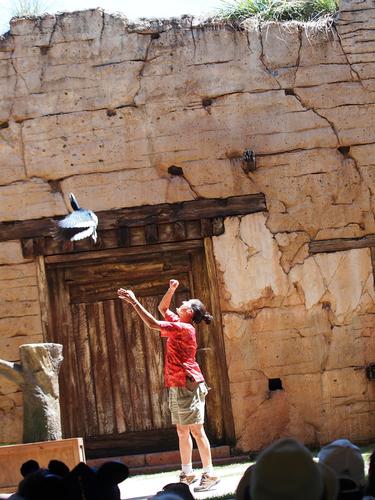 Flights of Wonder bird show #9