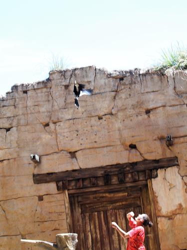 Flights of Wonder bird show #10