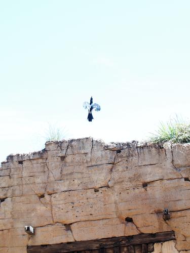 Flights of Wonder bird show #11