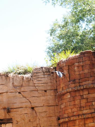 Flights of Wonder bird show #12