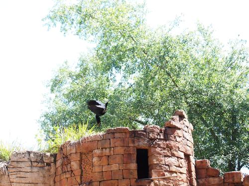 Flights of Wonder bird show #13