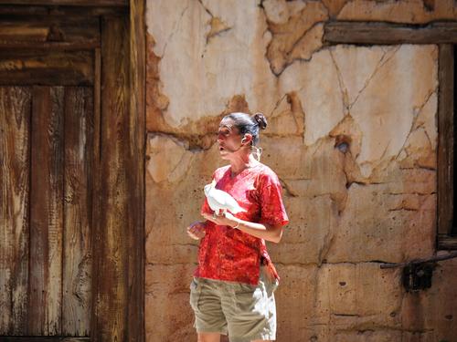 Flights of Wonder bird show #16