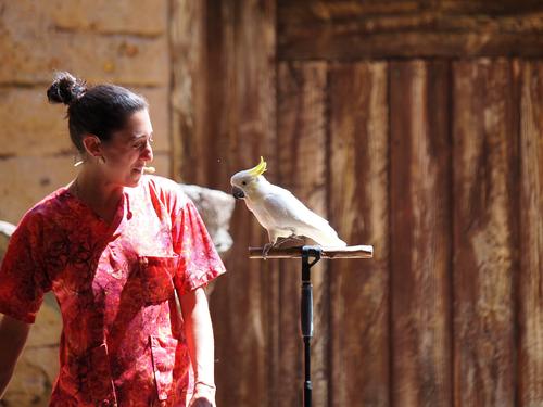 Flights of Wonder bird show #17