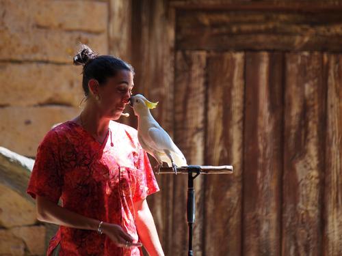 Flights of Wonder bird show #19