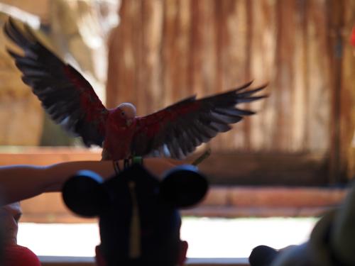 Flights of Wonder bird show #20