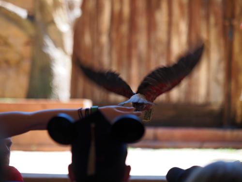 Flights of Wonder bird show #21