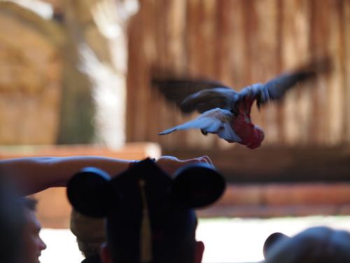 Flights of Wonder bird show #22