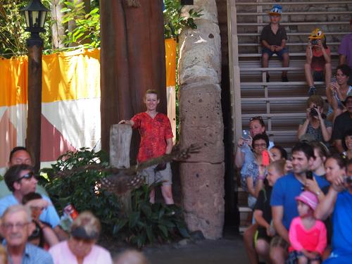 Flights of Wonder bird show #24