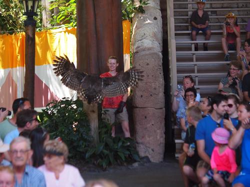 Flights of Wonder bird show #26