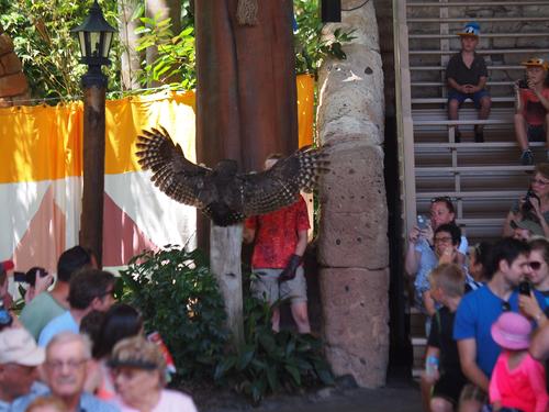 Flights of Wonder bird show #27