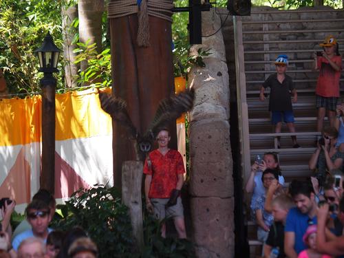 Flights of Wonder bird show #28