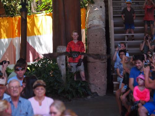 Flights of Wonder bird show #29