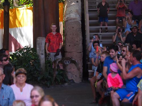 Flights of Wonder bird show #30