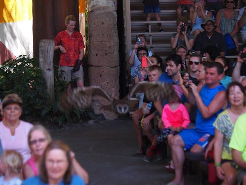 Flights of Wonder bird show #31