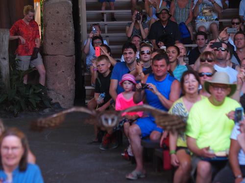 Flights of Wonder bird show #32