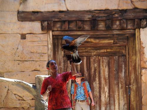 Flights of Wonder bird show #36