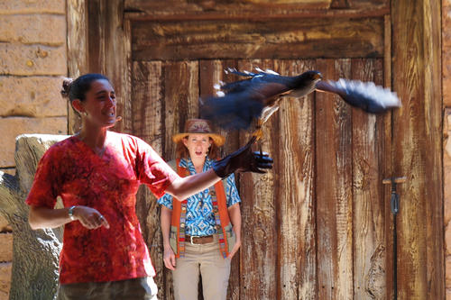 Flights of Wonder bird show #37