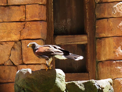 Flights of Wonder bird show #39