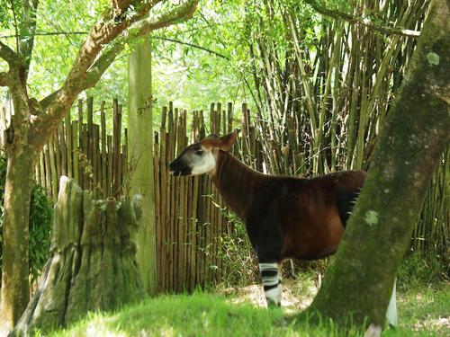 Okapi #3