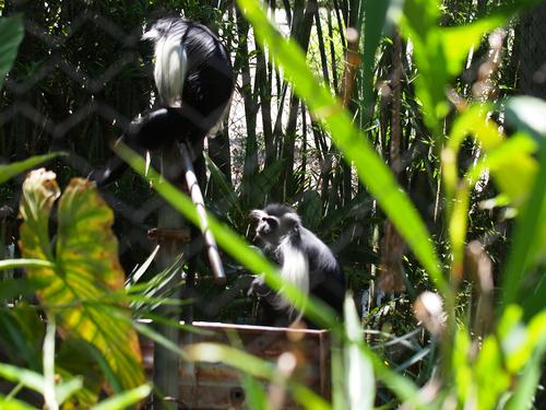 Colobus monkeys