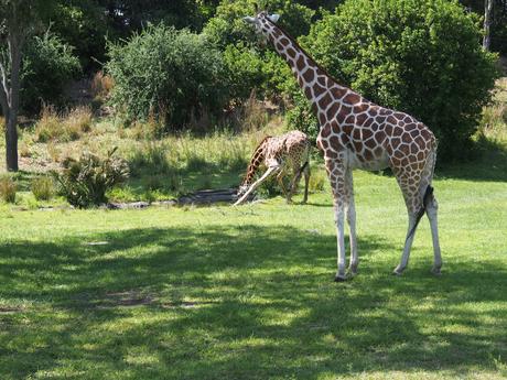 Reticulated Giraffe #7