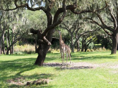 Reticulated Giraffe #8