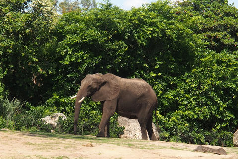 Elephant