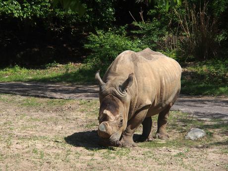 White rhinoceros #14