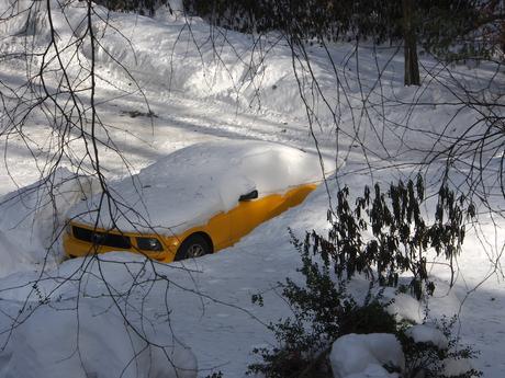 Waiting for spring #2