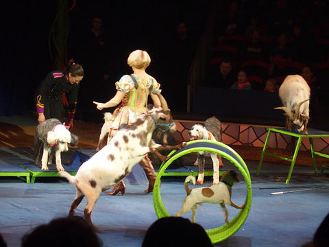 animal act (Jenny Vidbel)